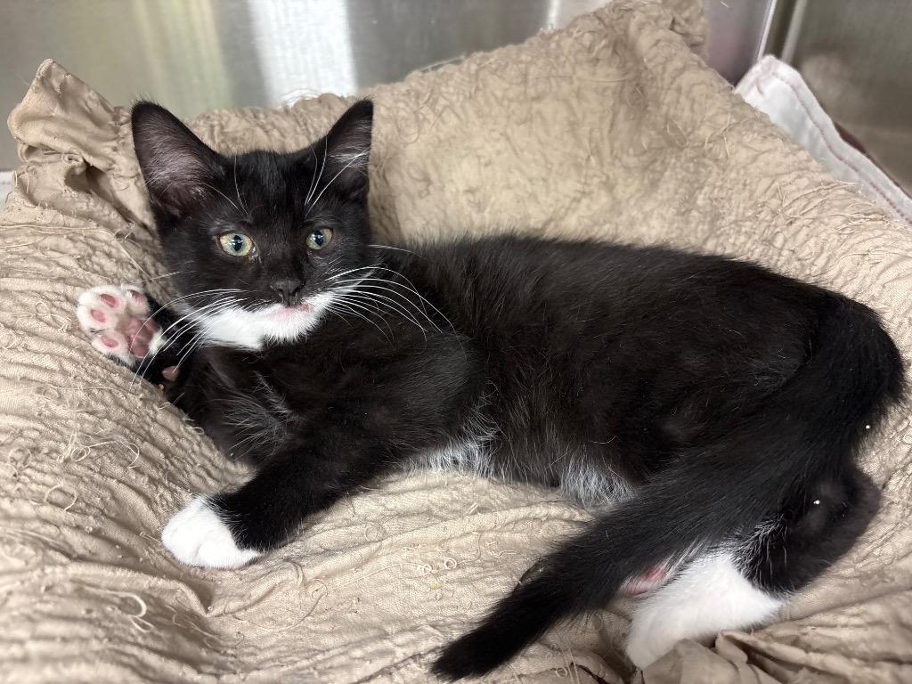 Finley, Adoptable, Kitten Male Domestic Short Hair.