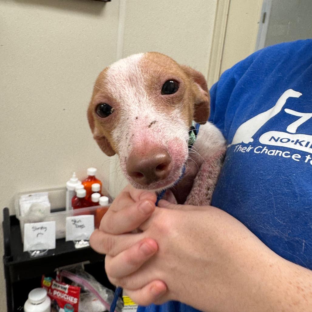 Enlarge Grimace, a Adoptable Dachshund in Pekin, IL image 1/1