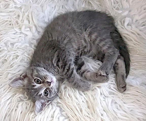 Enlarge Dakota, a Adoptable Domestic Short Hair in Albemarle, NC image 1/3