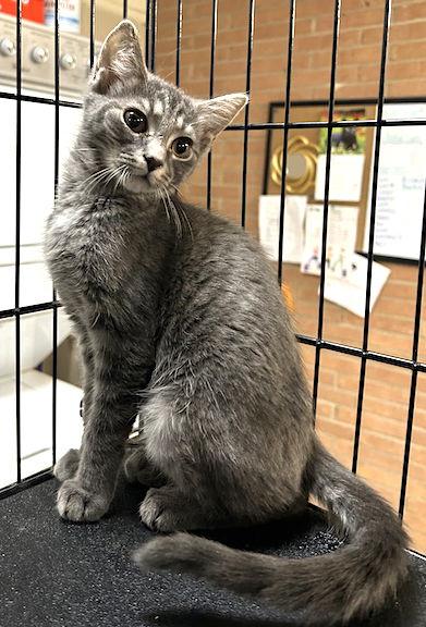 Enlarge Dakota, a Adoptable Domestic Short Hair in Albemarle, NC image 2/3