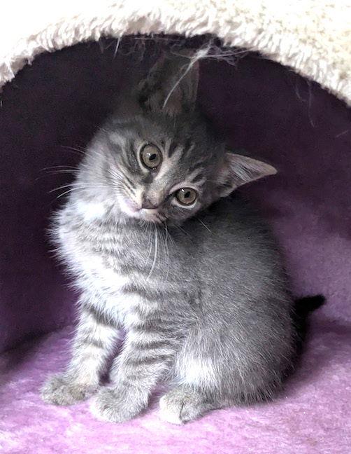 Enlarge Dakota, a Adoptable Domestic Short Hair in Albemarle, NC image 3/3