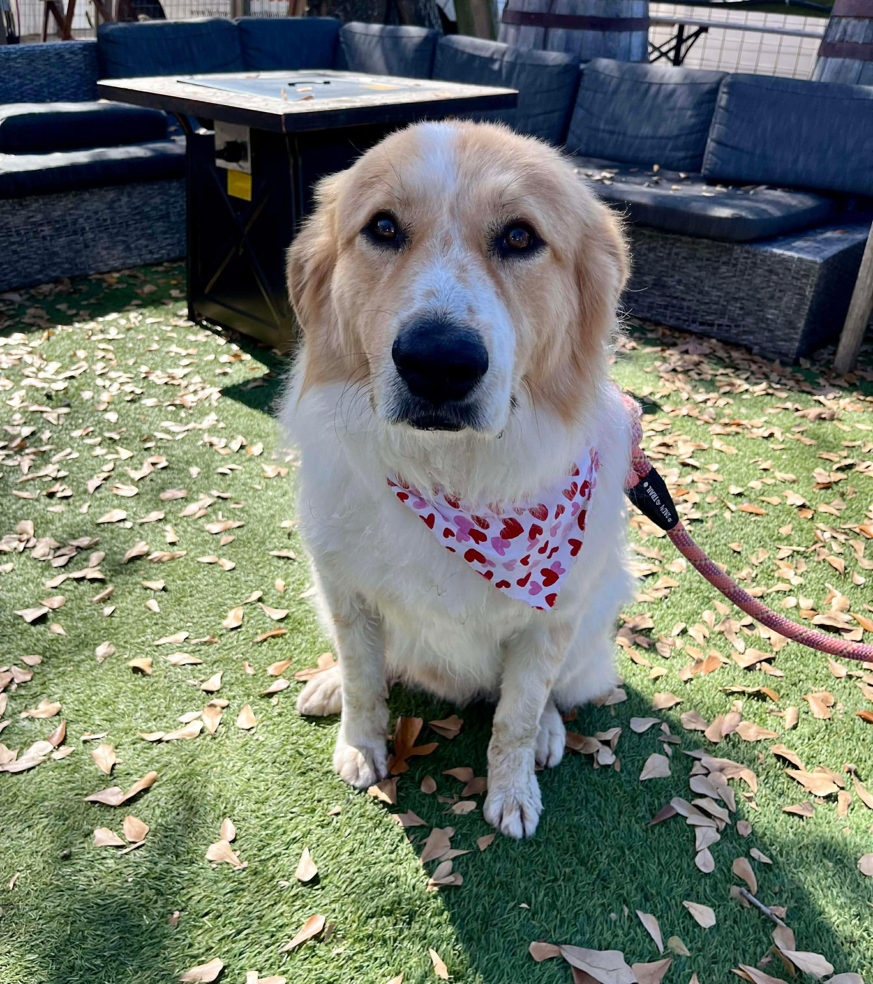 Tram, Adoptable, Adult Male Great Pyrenees.