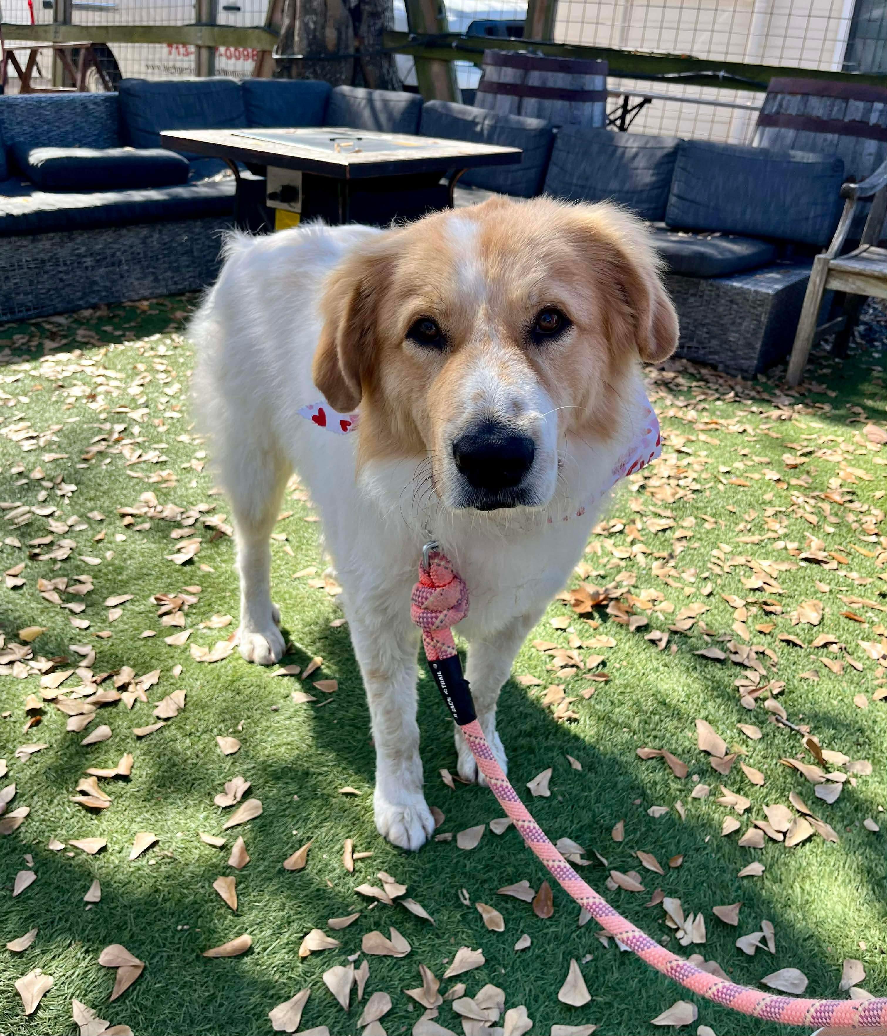 Tram, Adoptable, Adult Male Great Pyrenees.