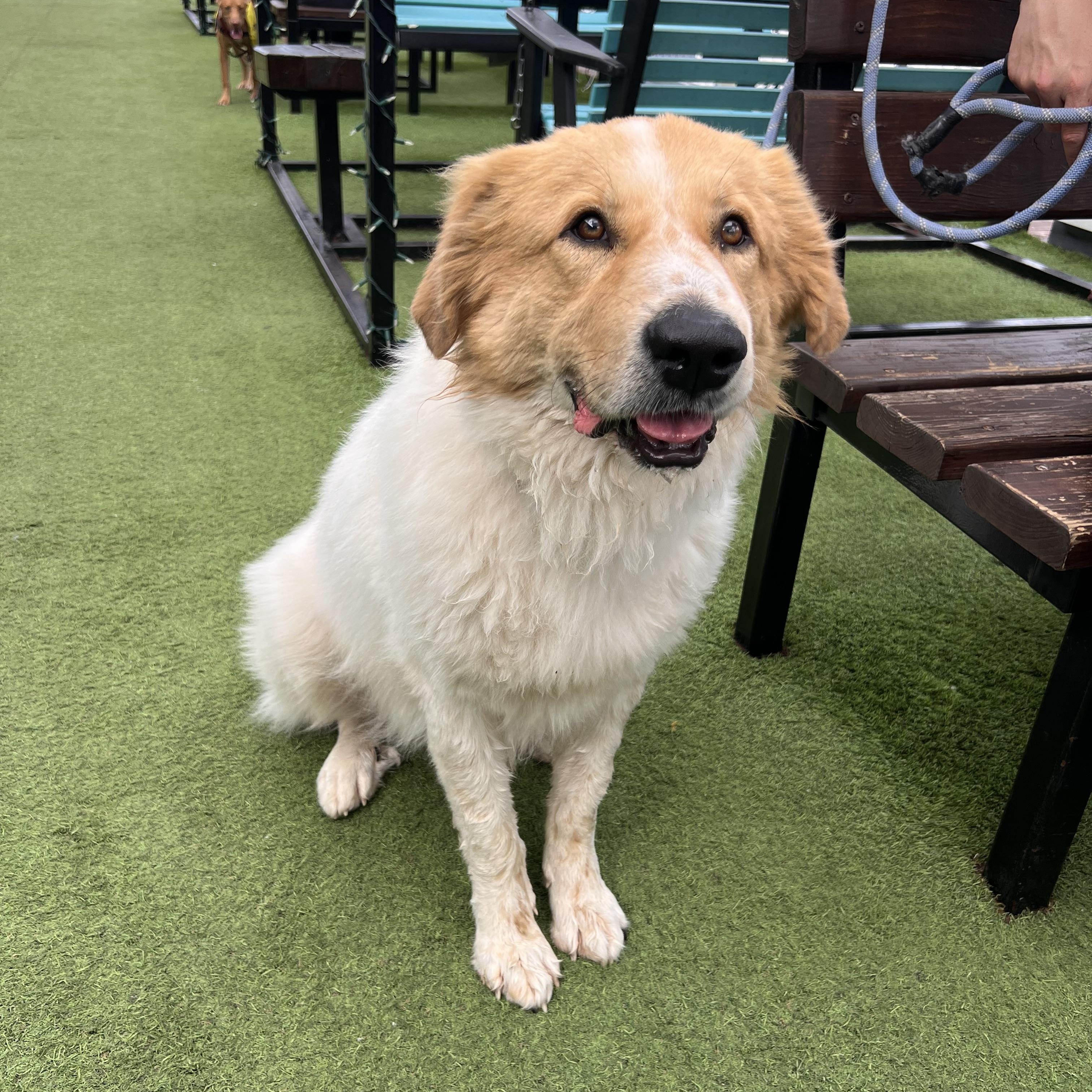 Enlarge Tram, a Adoptable mixed breed in Bellevue, WA image 3/4