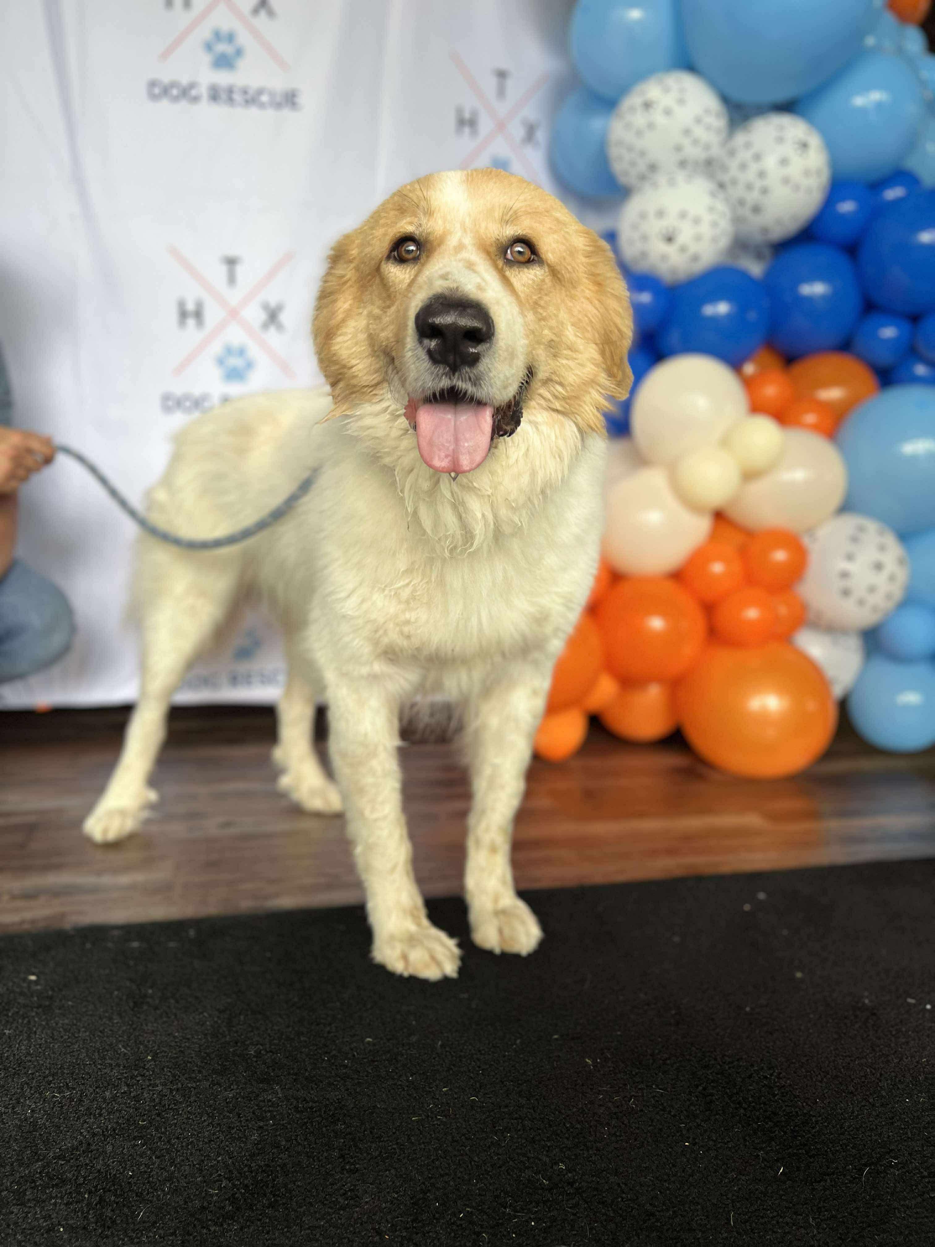 Tram, Adoptable, Adult Male Great Pyrenees.