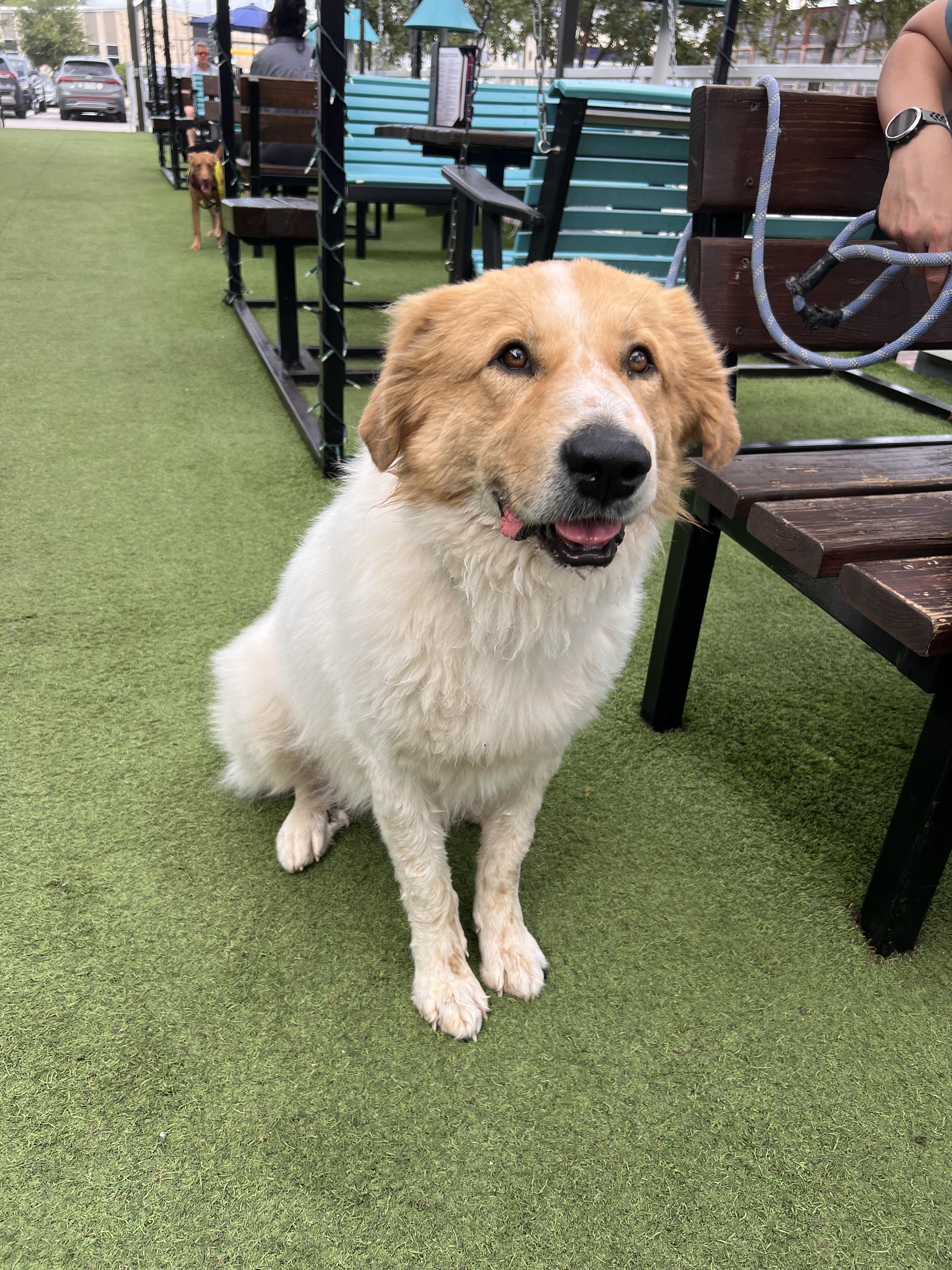 Enlarge Tram, a Adoptable mixed breed in Houston, TX image 6/6