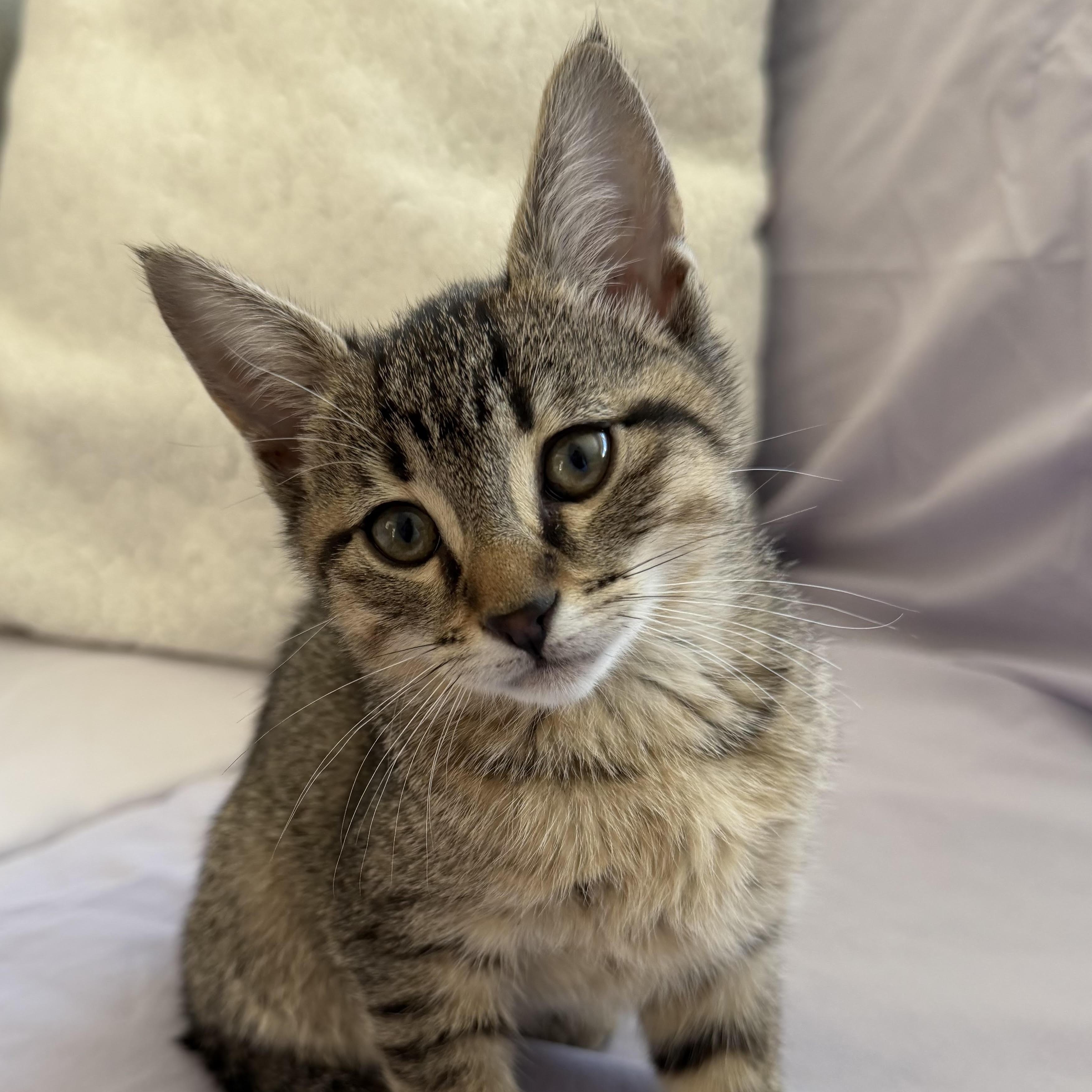 Enlarge Daisy, Poppy & Iris - Spring’s Sweetest Trio, a ADOPTABLE Domestic Short Hair in Braintree, MA image 2/6