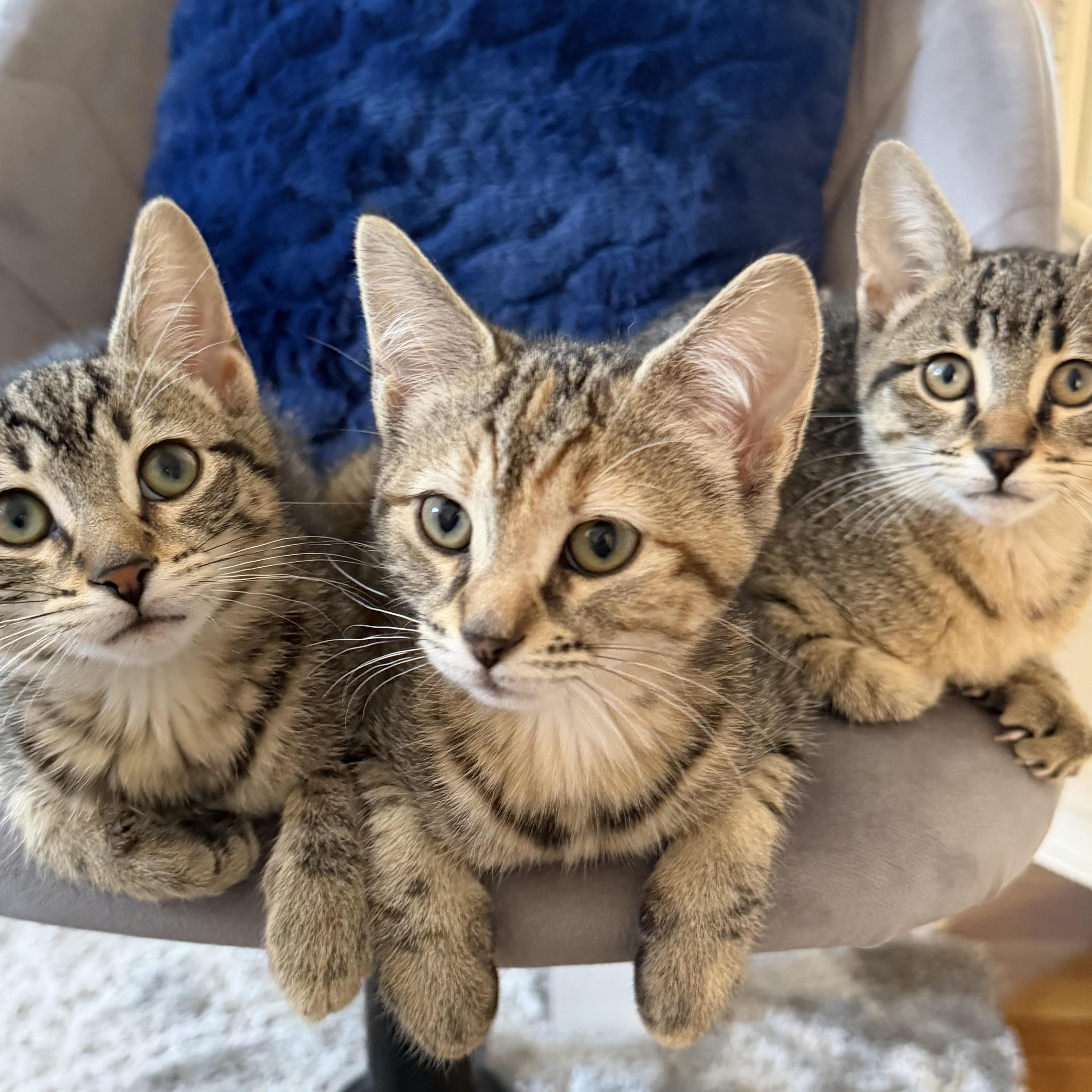 Enlarge Daisy, Poppy & Iris - Spring’s Sweetest Trio, a ADOPTABLE Domestic Short Hair in Braintree, MA image 1/6