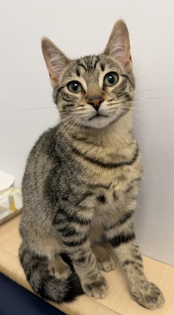 Poppy, a ADOPTABLE Domestic Short Hair in Braintree, MA image 2/2