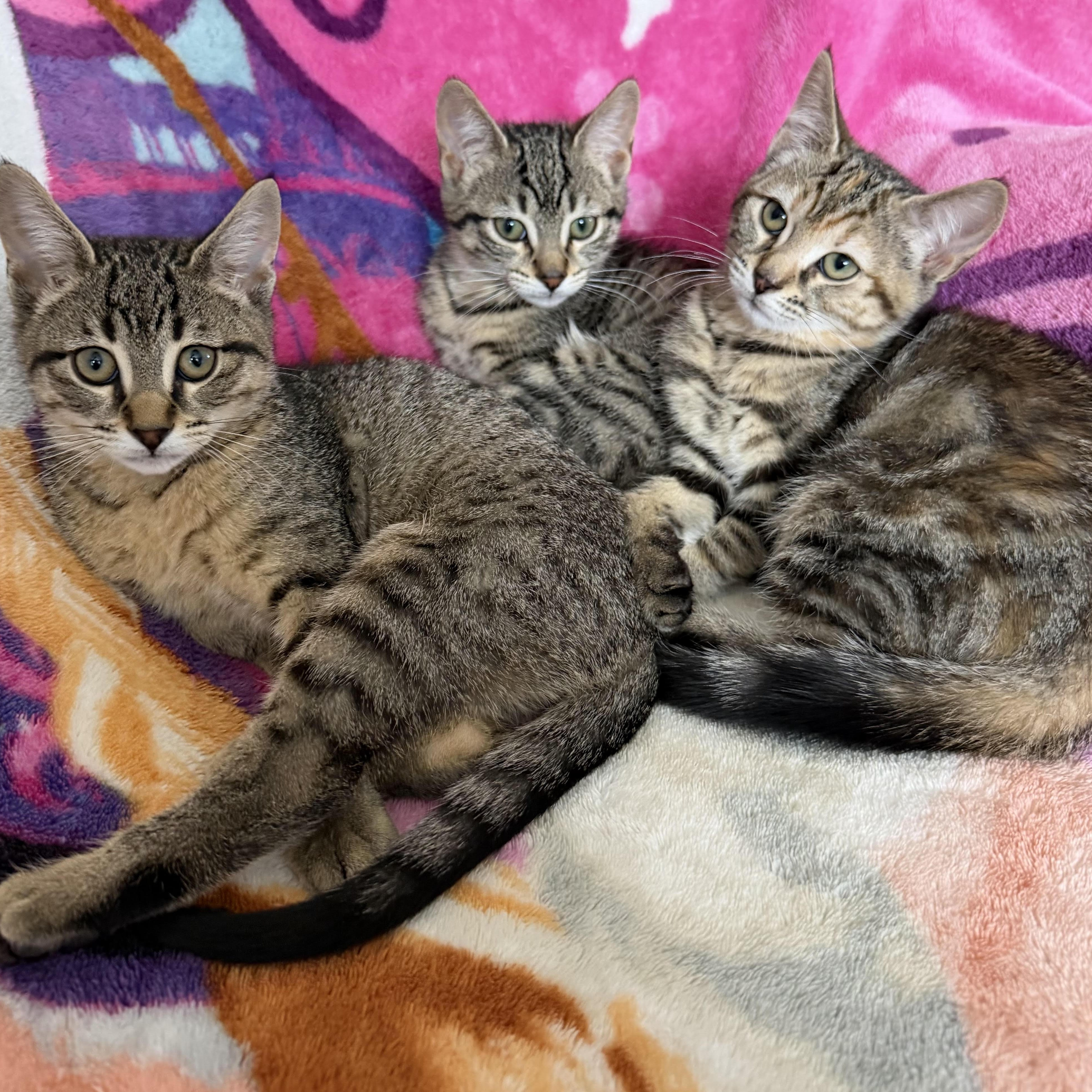 Enlarge Daisy, Poppy & Iris - Spring’s Sweetest Trio, a ADOPTABLE Domestic Short Hair in Braintree, MA image 3/6