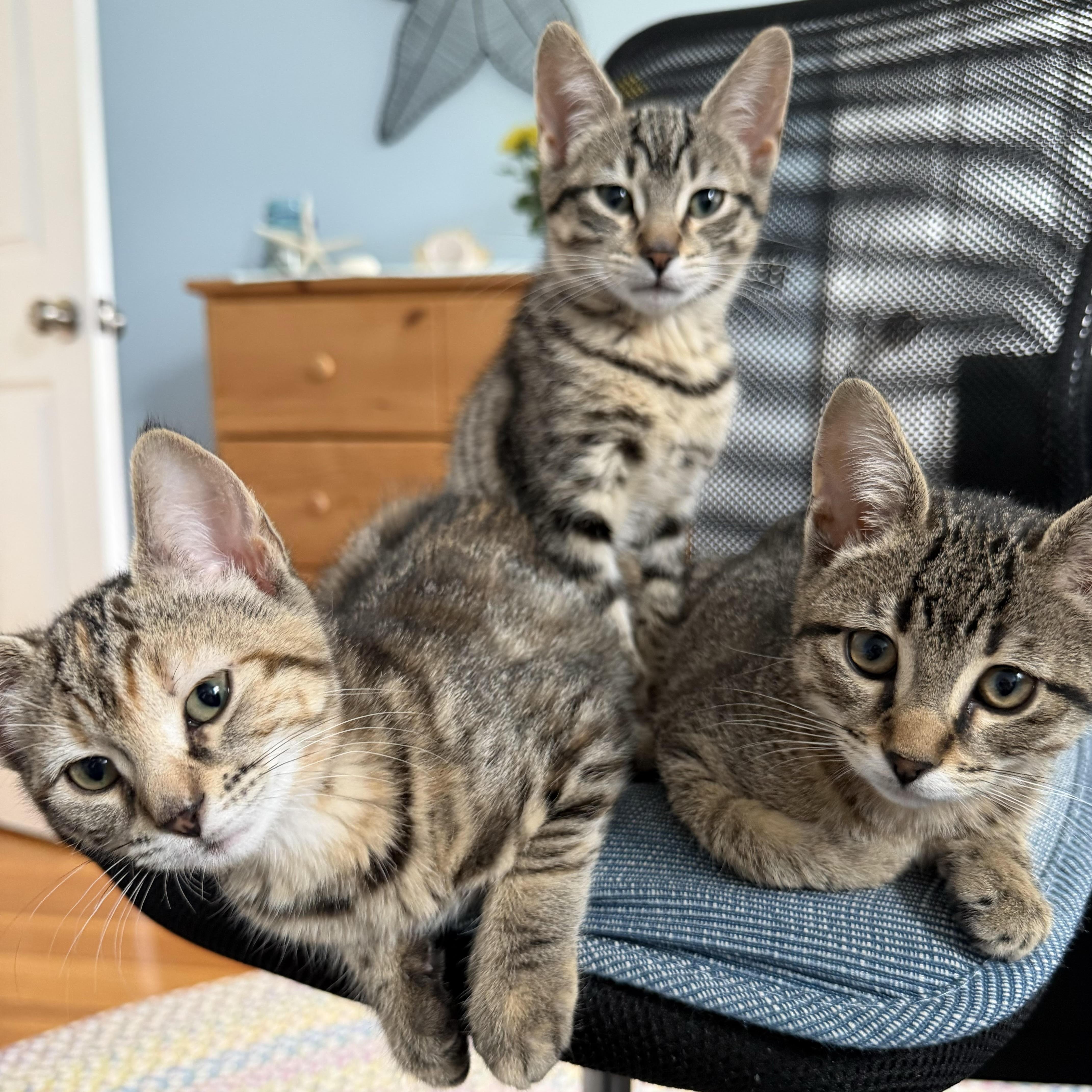 Enlarge Daisy, Poppy & Iris - Spring’s Sweetest Trio, a ADOPTABLE Domestic Short Hair in Braintree, MA image 5/6