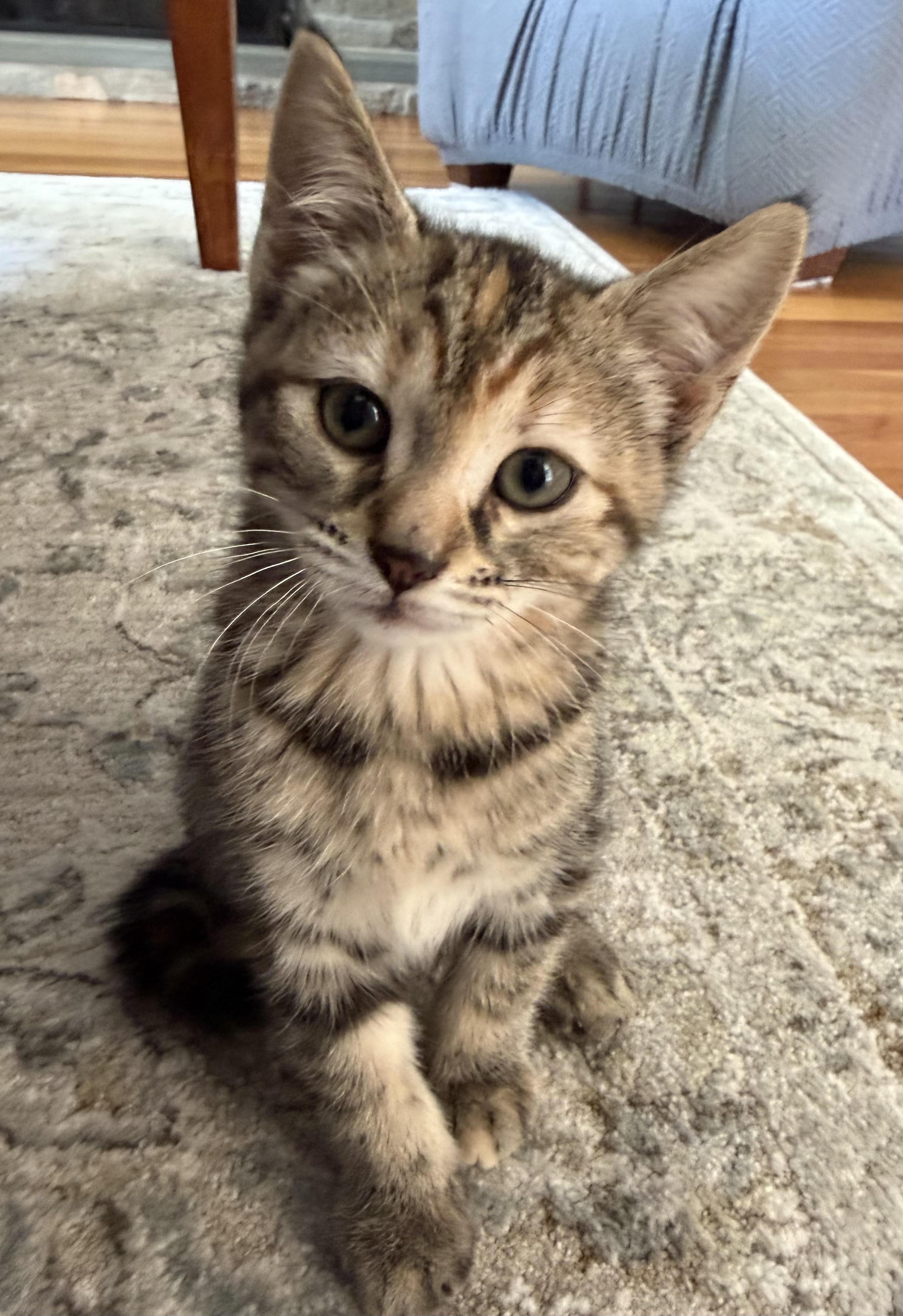 Enlarge Daisy, Poppy & Iris - Spring’s Sweetest Trio, a ADOPTABLE Domestic Short Hair in Braintree, MA image 6/6