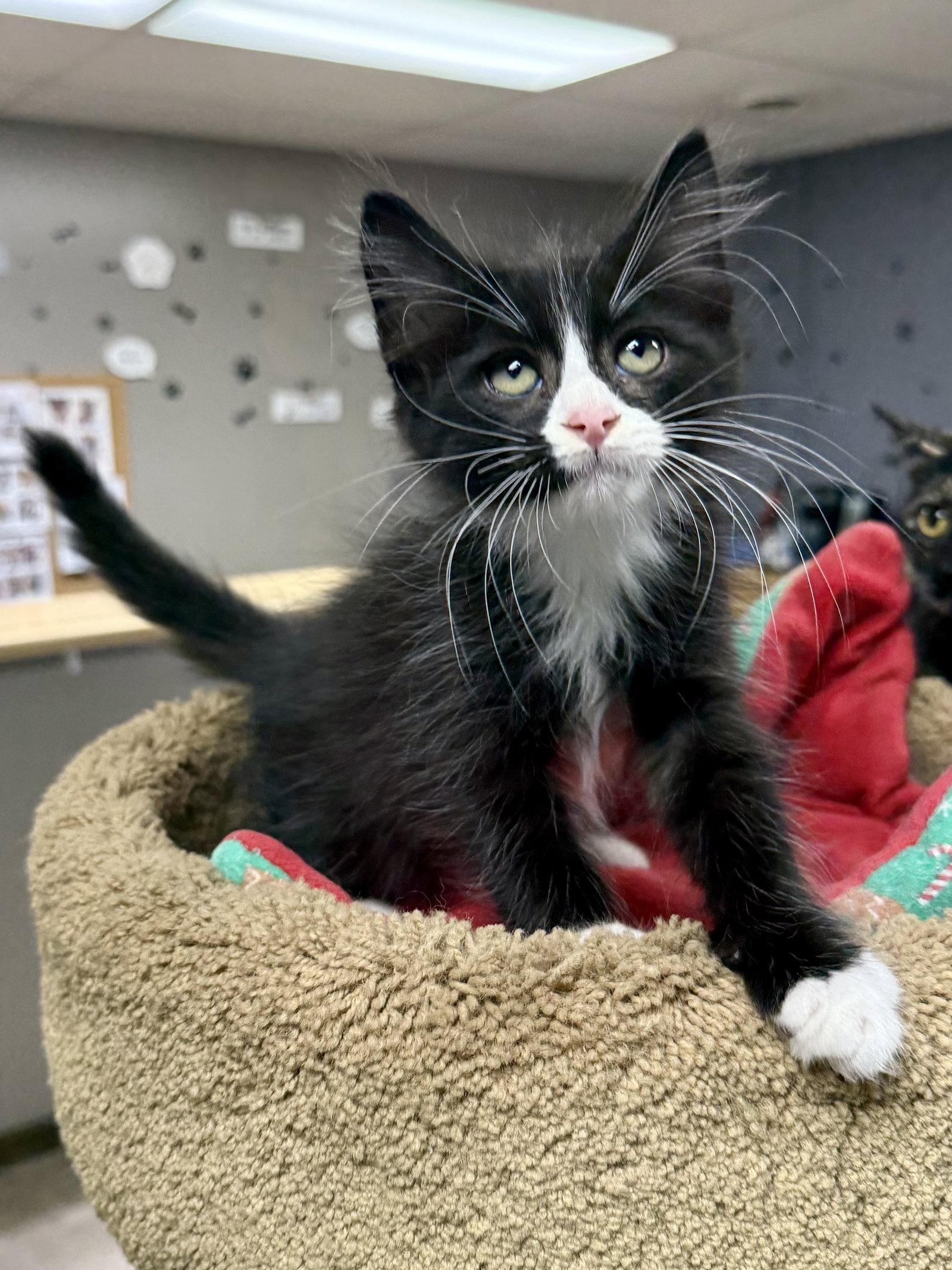 CAT - Kevin, Adopted, Kitten Male Domestic Medium Hair & Tuxedo.