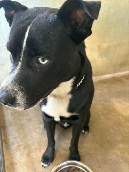 Enlarge UNIQUE, a Adoptable mixed breed in Athens, AL image 2/2