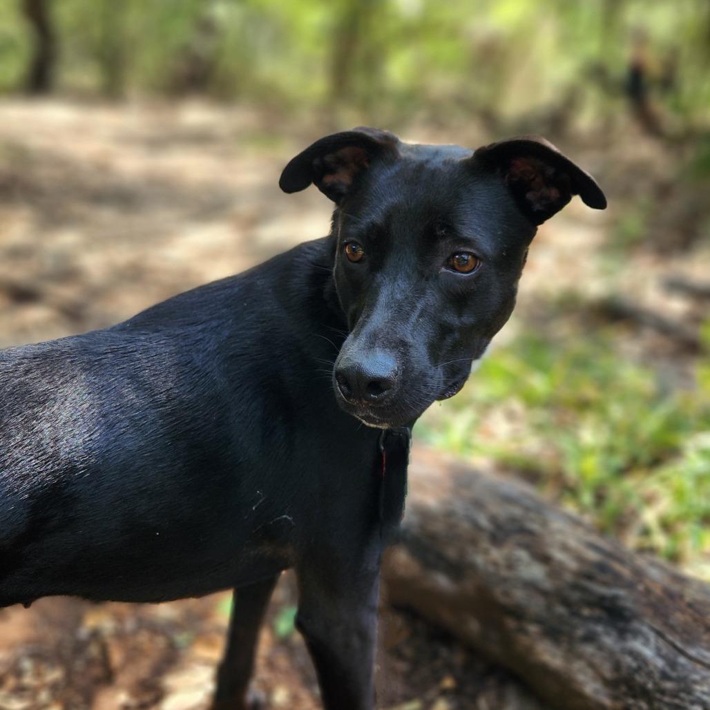 Mesa BW, an adoptable Black Labrador Retriever, Whippet in Austin, TX, 78701 | Photo Image 3