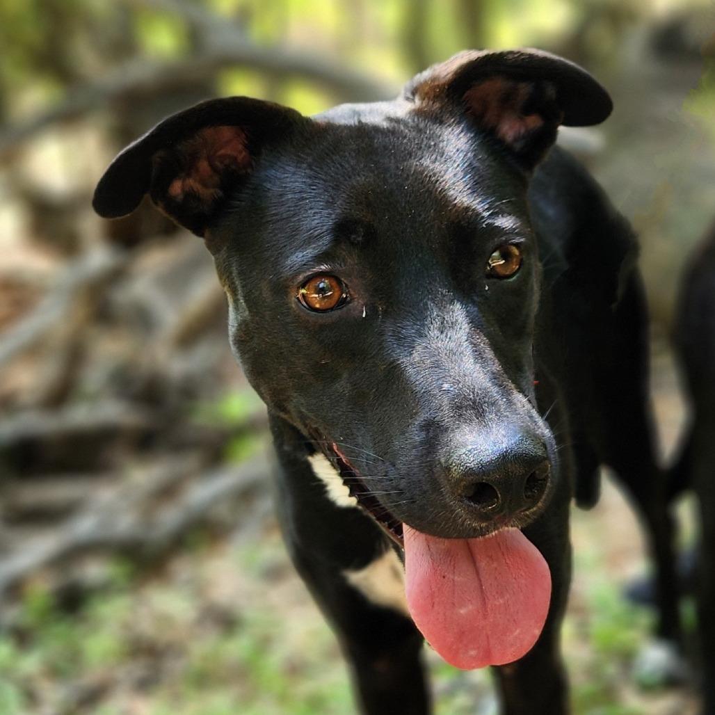 Mesa BW, an adoptable Black Labrador Retriever, Whippet in Austin, TX, 78701 | Photo Image 5