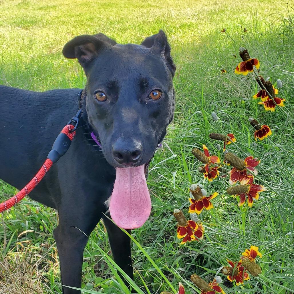Mesa BW, an adoptable Black Labrador Retriever, Whippet in Austin, TX, 78701 | Photo Image 1