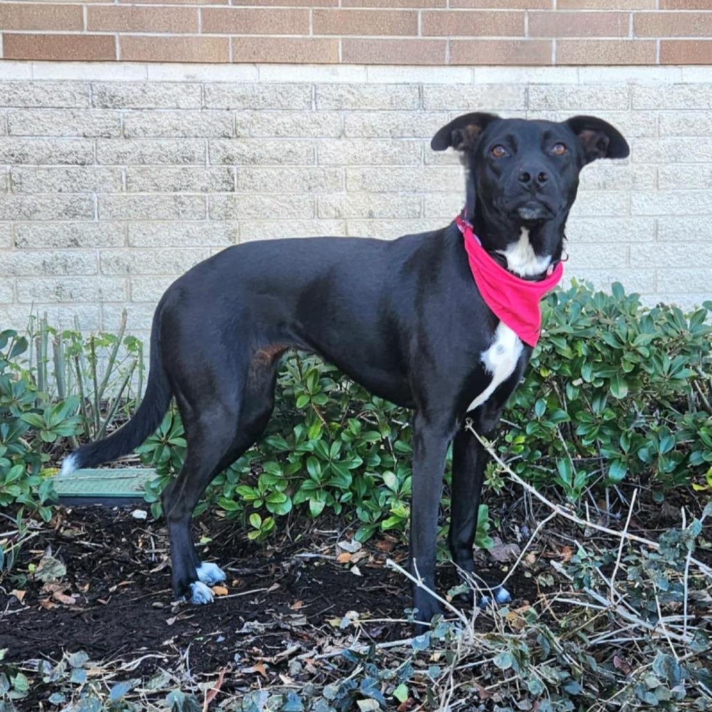 Mesa BW, an adoptable Black Labrador Retriever, Whippet in Austin, TX, 78701 | Photo Image 7