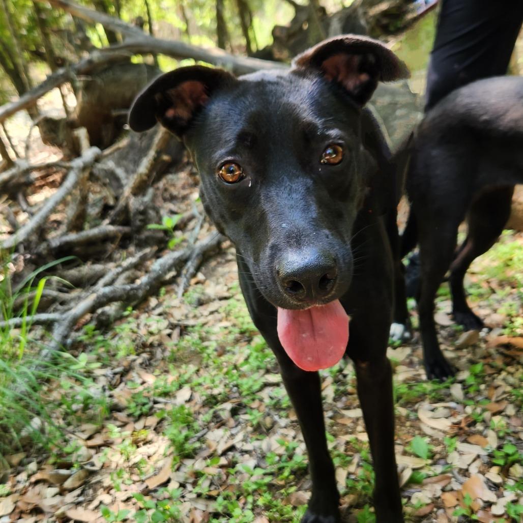 Mesa BW, an adoptable Black Labrador Retriever, Whippet in Austin, TX, 78701 | Photo Image 9