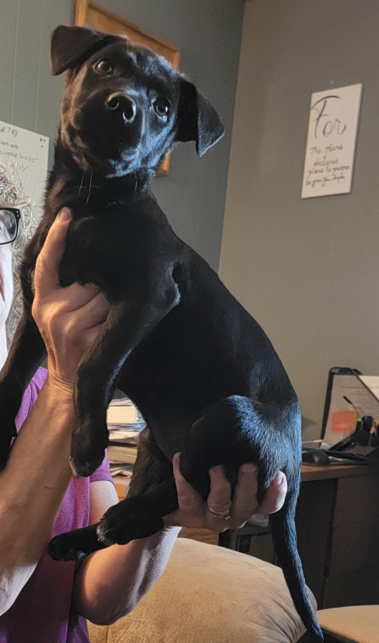 Dora, Baby Female Black Labrador Retriever