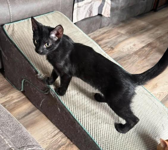 Enlarge Bat, a Adoptable Domestic Short Hair in Reading, PA image 1/1