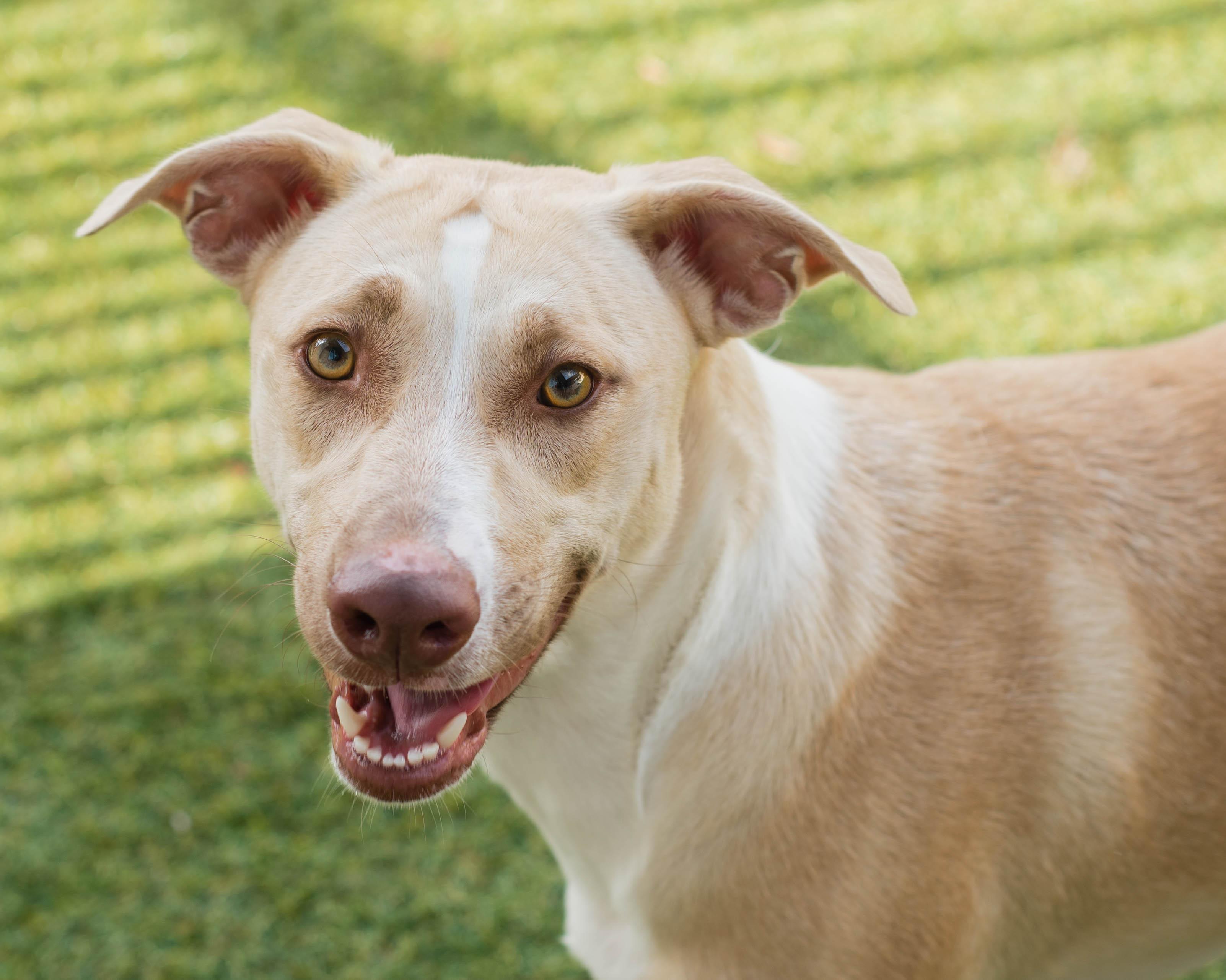 Enlarge Shiloh, a Adoptable mixed breed in Mont Belvieu, TX image 1/6