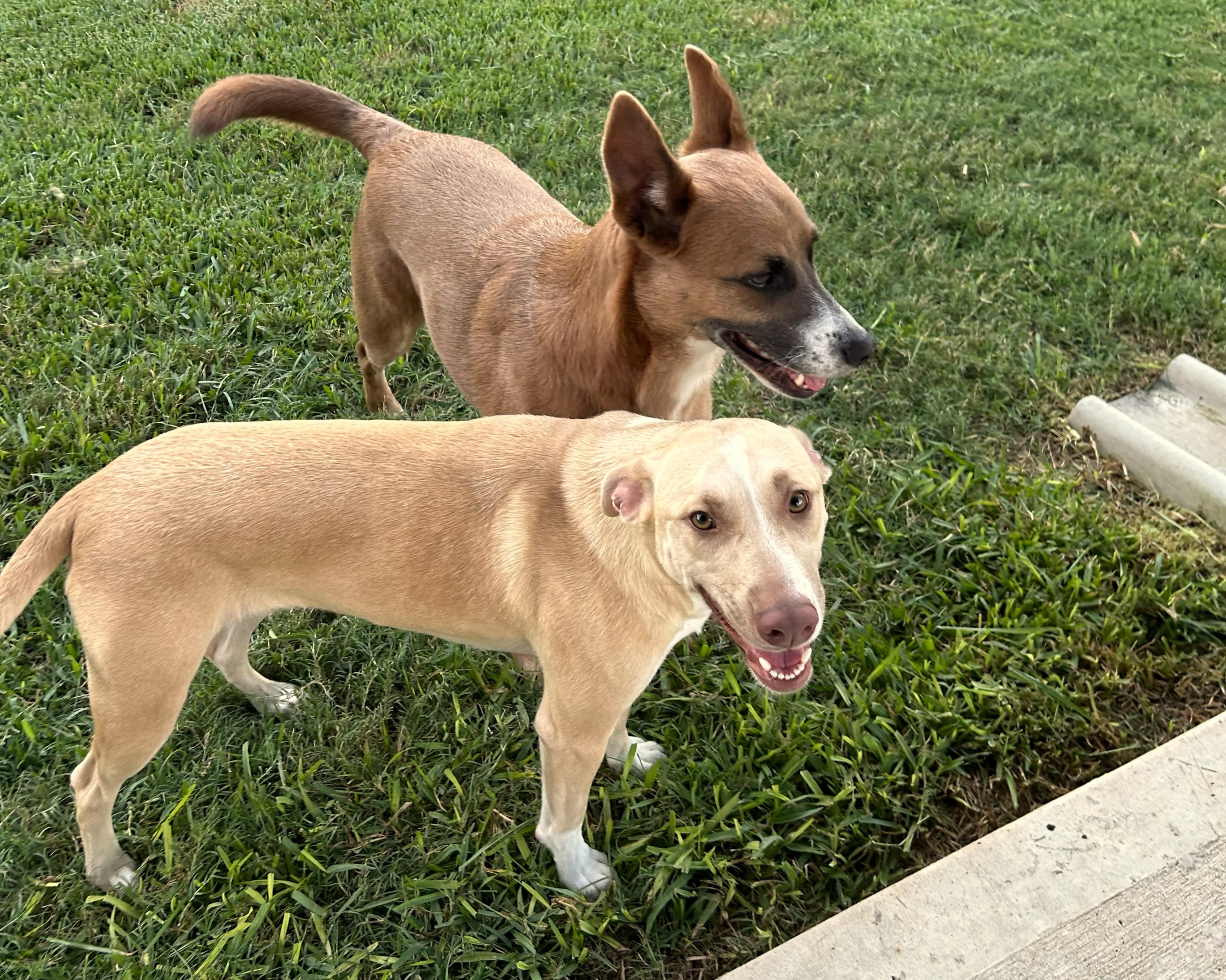 Enlarge Shiloh, a Adoptable mixed breed in Mont Belvieu, TX image 6/6