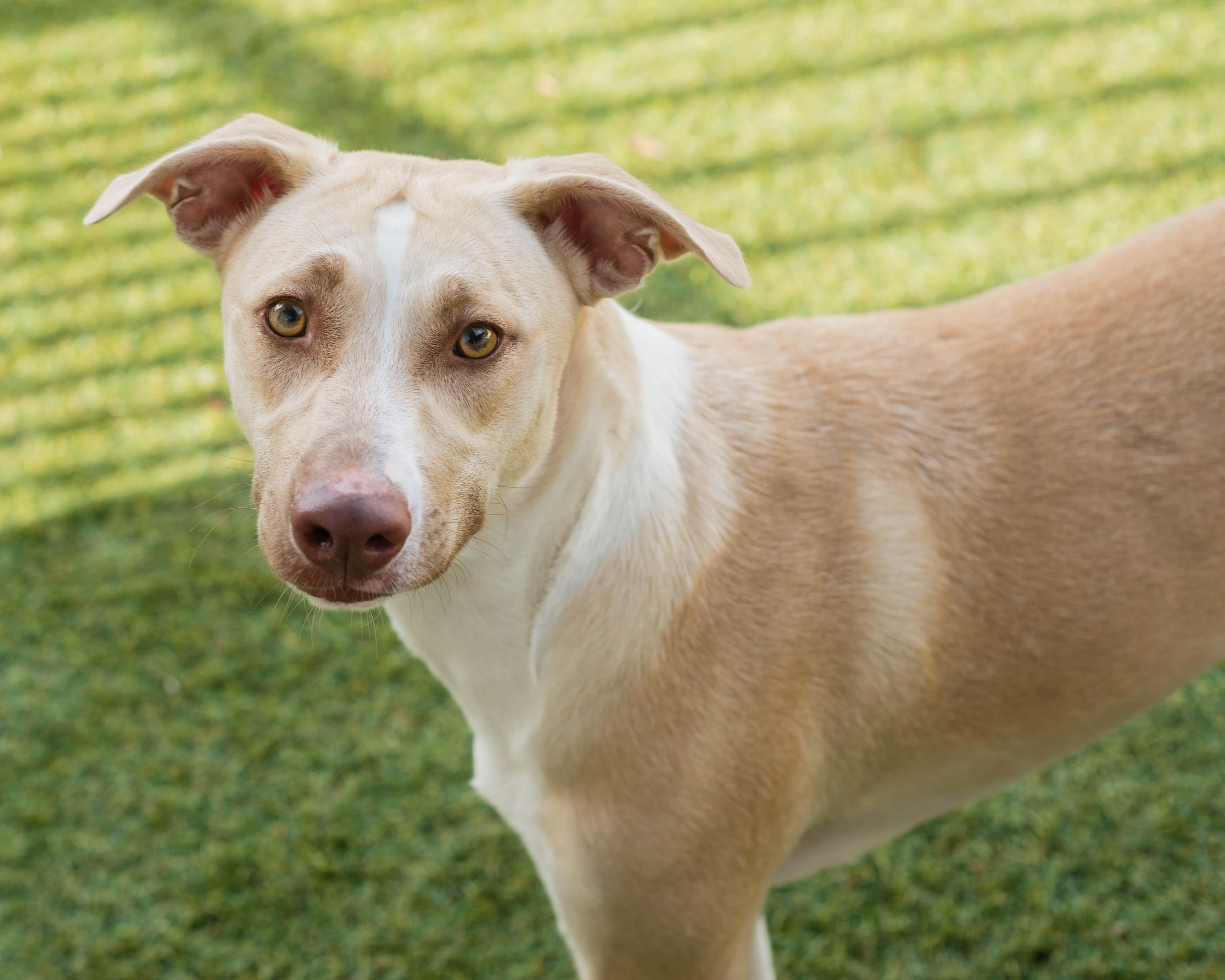 Enlarge Shiloh, a Adoptable mixed breed in Mont Belvieu, TX image 2/6