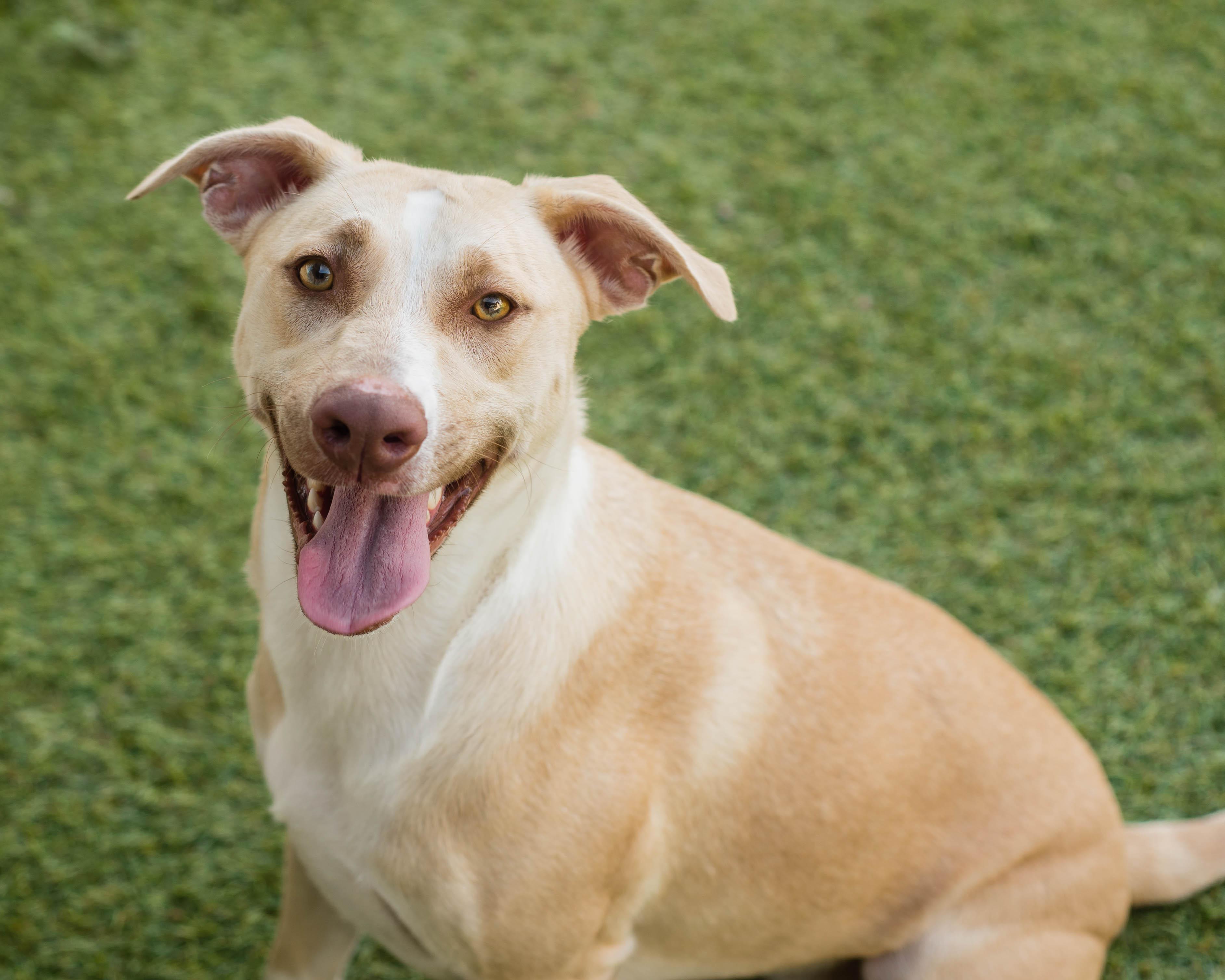 Enlarge Shiloh, a Adoptable mixed breed in Mont Belvieu, TX image 3/6