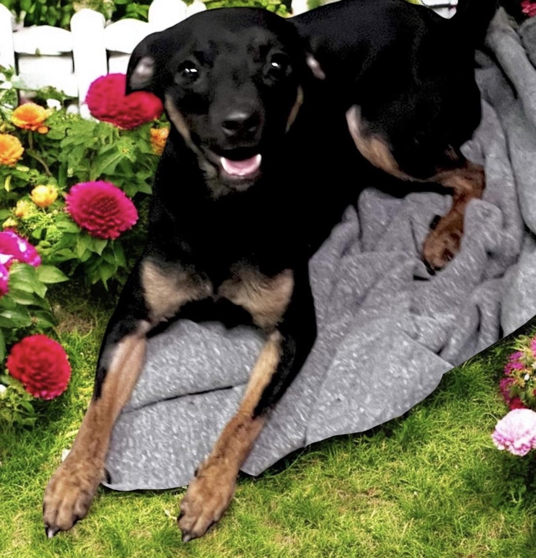 Rocky would be wonderful for anyone that enjoys hiking or camping or long walks He is agile and ful