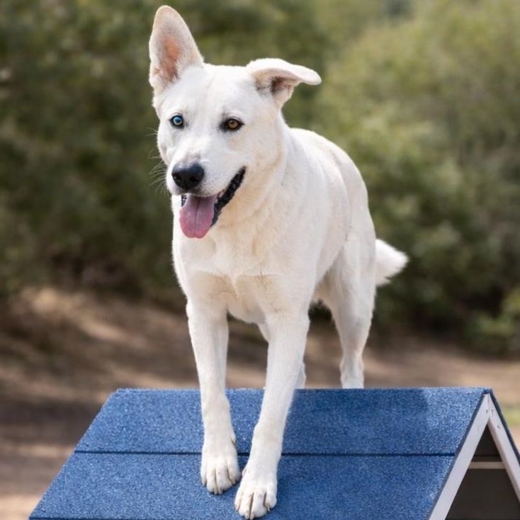 Tango, a Adoptable mixed breed in Irvine, CA image 2/6