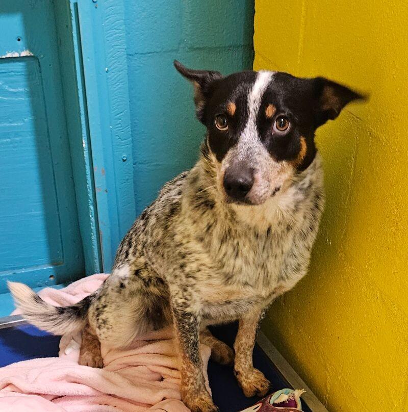 Meadow, a Adoptable mixed breed in Windsor, CO image 1/5