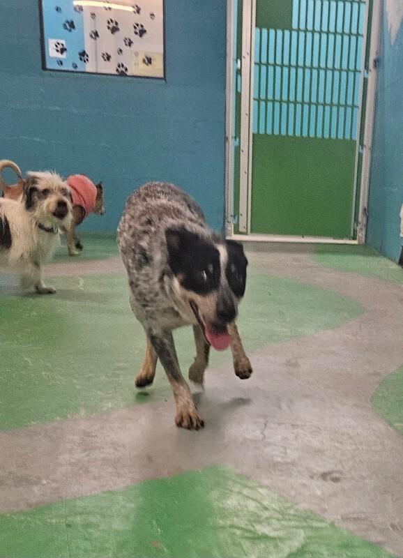 Meadow, a Adoptable mixed breed in Windsor, CO image 2/5