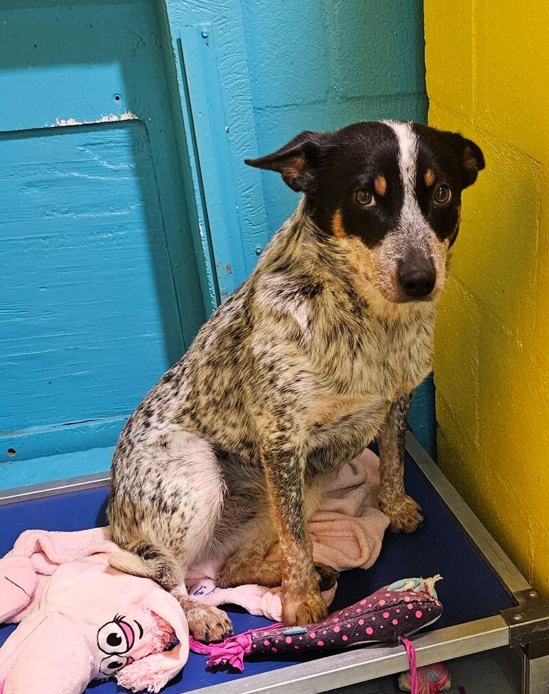 Meadow, a Adoptable mixed breed in Windsor, CO image 3/5