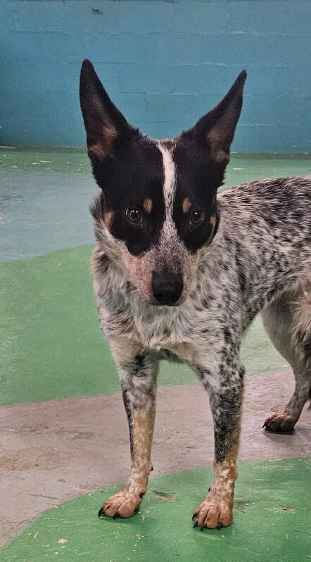 Meadow, a Adoptable mixed breed in Windsor, CO image 4/5