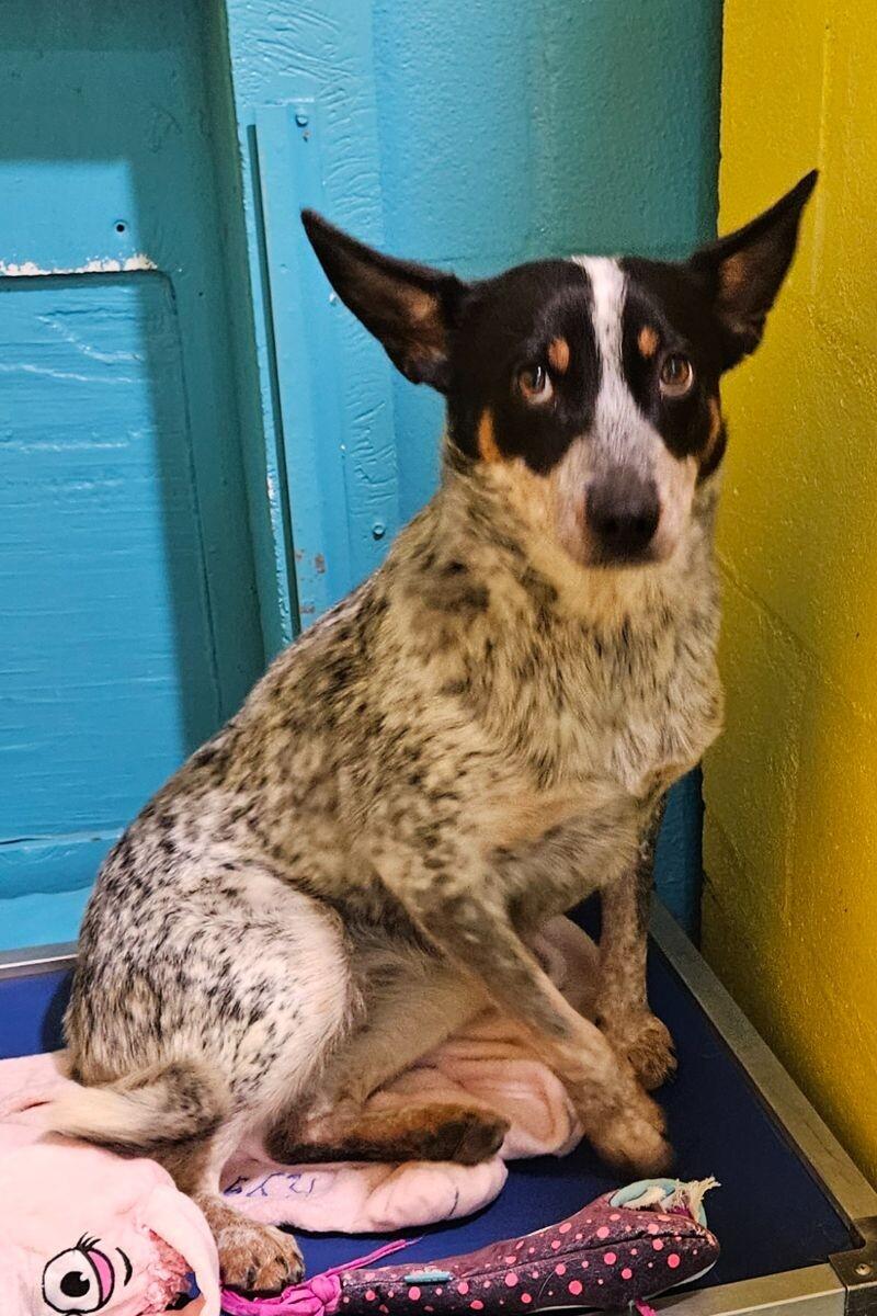 Meadow, a Adoptable mixed breed in Windsor, CO image 5/5