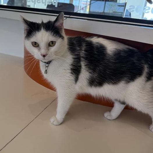 Macey, Adoptable, Young Female Domestic Short Hair.