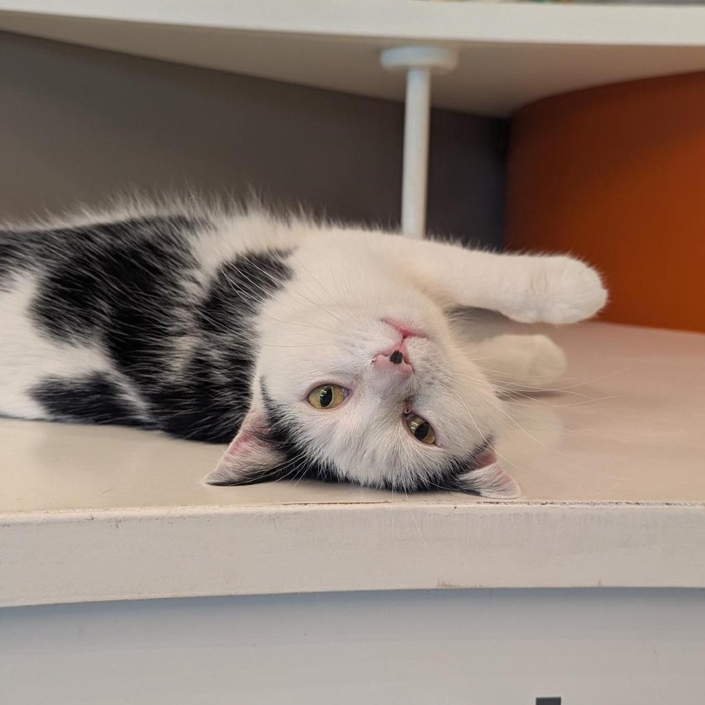 Enlarge Macey, a Adoptable Domestic Short Hair in Bentonville, AR image 3/5