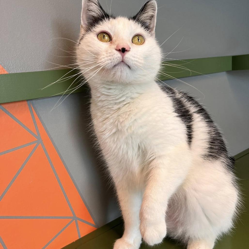 Enlarge Macey, a Adoptable Domestic Short Hair in Bentonville, AR image 4/5