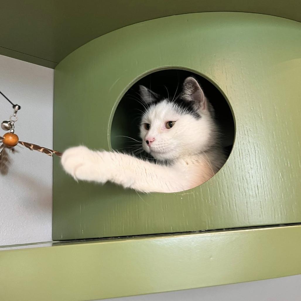 Enlarge Macey, a Adoptable Domestic Short Hair in Bentonville, AR image 5/5