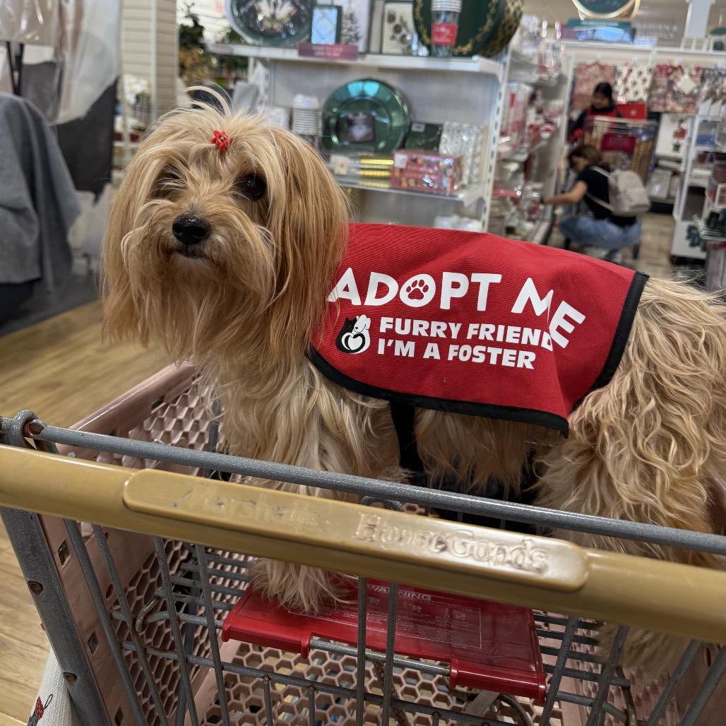 Enlarge Lili, a Adoptable Silky Terrier in Jupiter, FL image 4/4