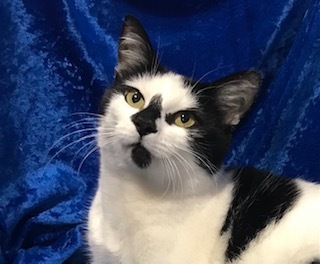 Wilma, Adopted, Young Female Domestic Medium Hair & Maine Coon.