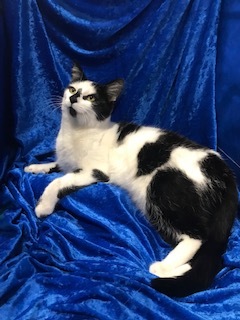 Wilma, a Adopted mixed breed in Gainesville, FL image 2/6