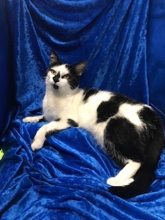 Wilma, a Adopted mixed breed in Gainesville, FL image 3/6