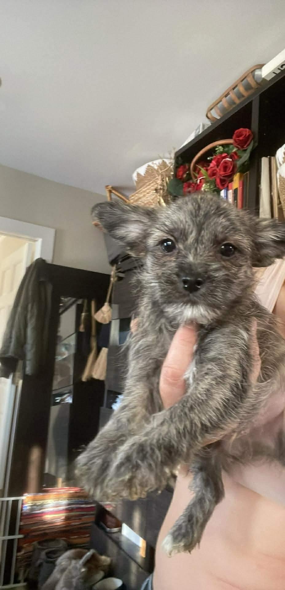 Enlarge Todo, a ADOPTABLE mixed breed in Northlake, IL image 2/3