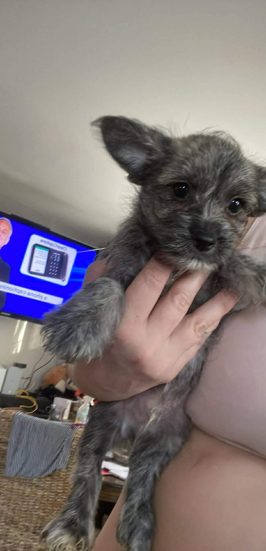 Todo, ADOPTABLE, Puppy Male Yorkshire Terrier.