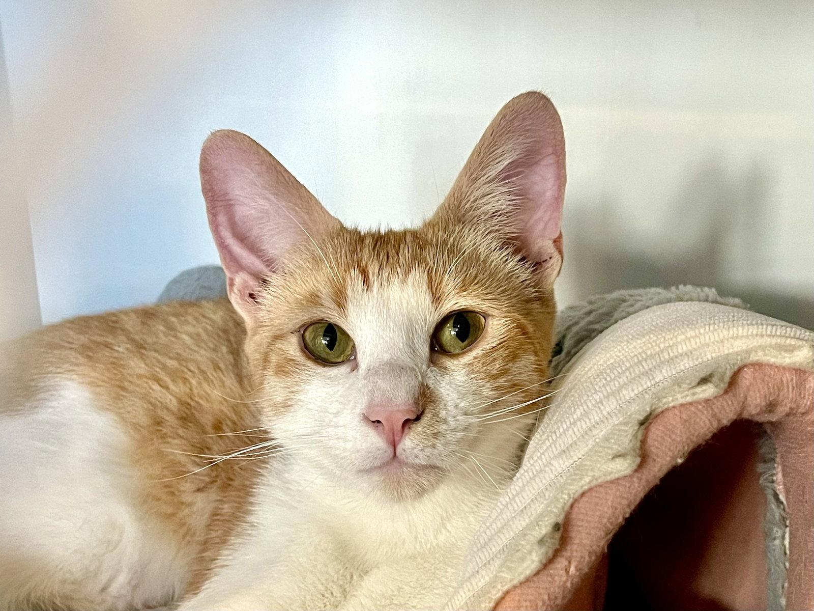 Jacob (bonded with Jasper), Adopted, Young Male Domestic Short Hair.