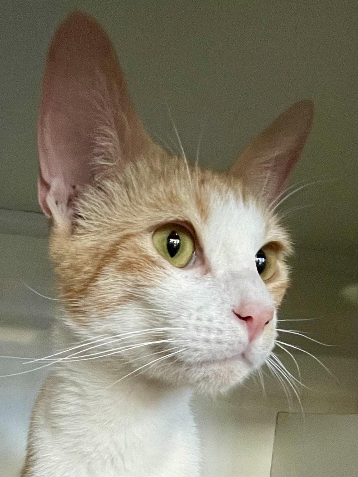 Enlarge Jacob (bonded with Jasper), a Adopted Domestic Short Hair in Oakland, CA image 2/2