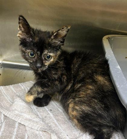 Isa, Adoptable, Kitten Female Domestic Short Hair & Domestic Short Hair.