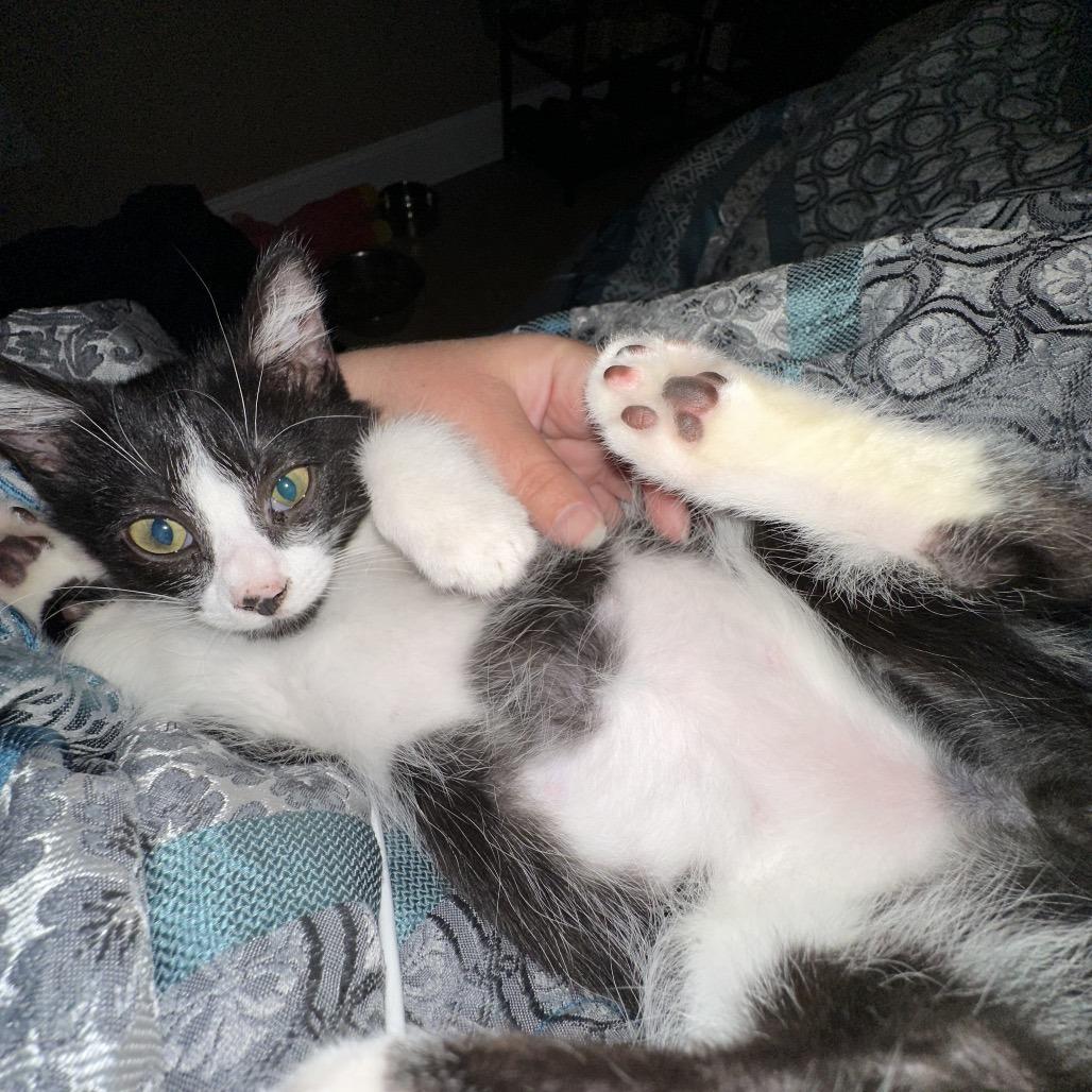 Enlarge Mr. Meowster, a Adoptable Domestic Short Hair in Opelika, AL image 1/3